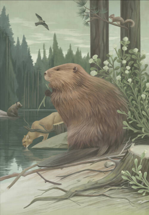 Golden Beaver on river bank